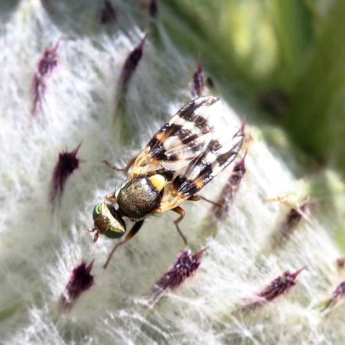 Urophora solstitialis
